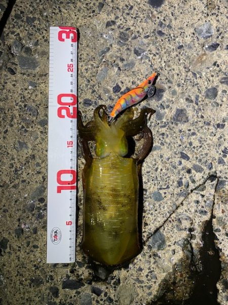 釣り人なら・・・