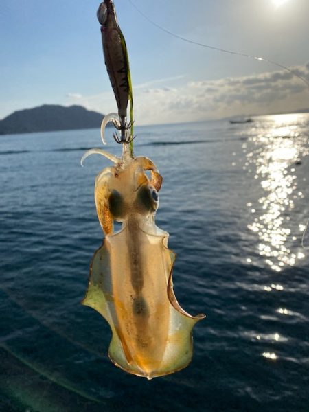 ２０ｃｍの壁が・・・