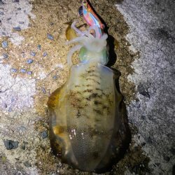 ラストエギ・・・