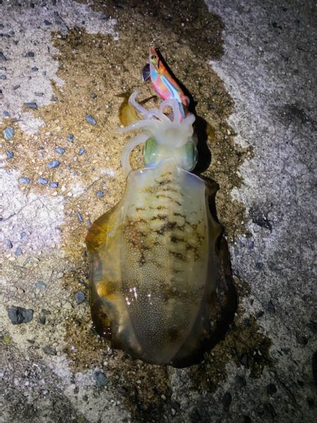 ラストエギ・・・