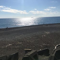 シマアジ、アイゴ、コバンアジ等