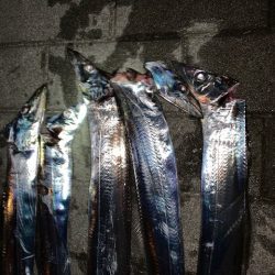 コスモ、タチウオ、上向きかな