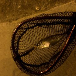 早朝アジングin大阪17舞洲(20201007)