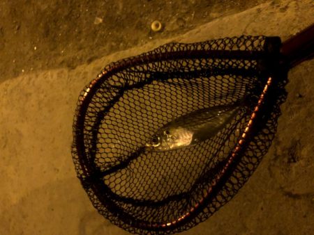 早朝アジングin大阪17舞洲（202010…