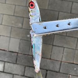 タチウオいない