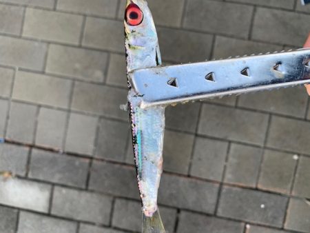 タチウオいない