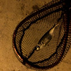 早朝アジングin大阪舞洲21（20201016）