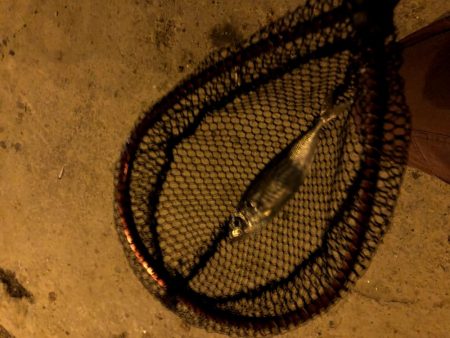 早朝アジングin大阪舞洲21（20201016）