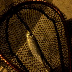 寒雨(かんう)で状況一変渋いアジング