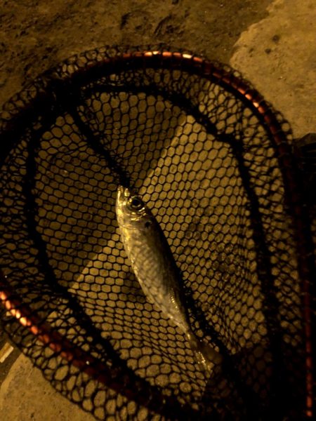 寒雨(かんう)で状況一変渋いアジング