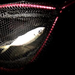 潮がわるい大阪舞洲で今日も苦戦中