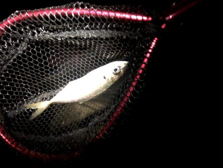 潮がわるい大阪舞洲で今日も苦戦中