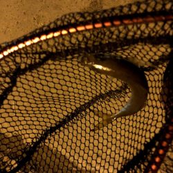 豆アジの活性少し戻るが超ショートバイトが続く