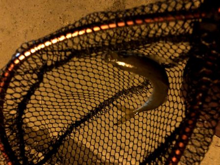 豆アジの活性少し戻るが超ショートバイトが続く