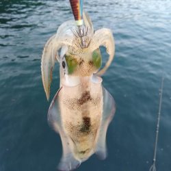 いろんなアタリ