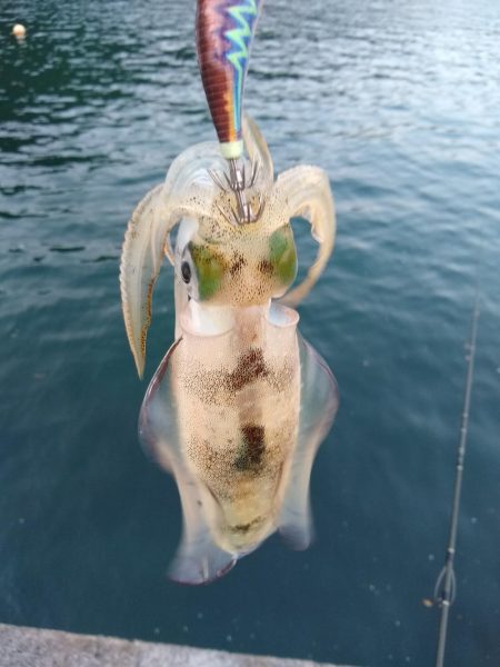 いろんなアタリ