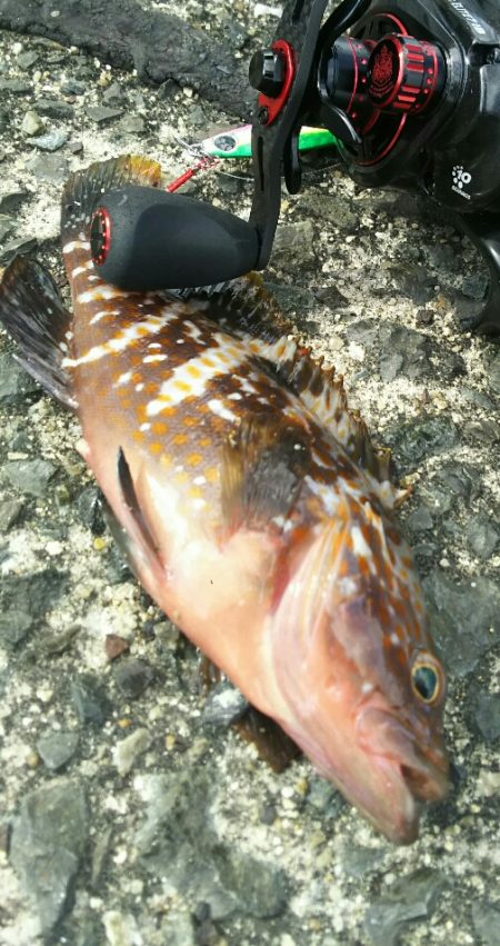 【門司港】キジハタ２連発