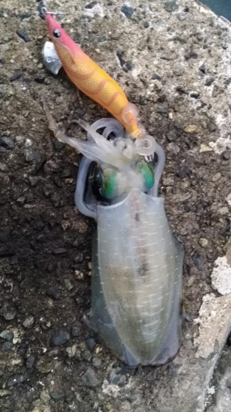 マヅメにエギング