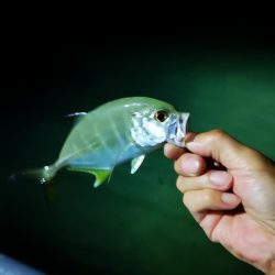 常備灯の港でナイター