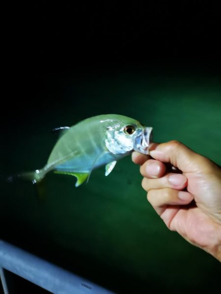 常備灯の港でナイター