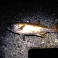 ウキタチで少ないアタリを拾う