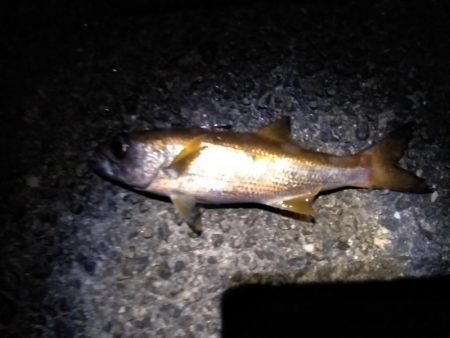 ウキタチで少ないアタリを拾う