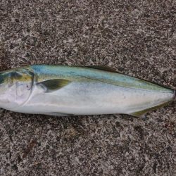 41cmなのでギリハマチということで