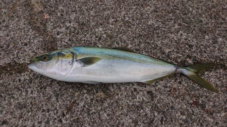 41cmなのでギリハマチということで