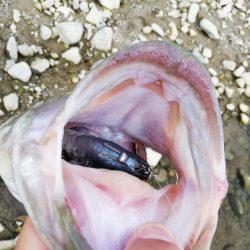 ギルフラット一択