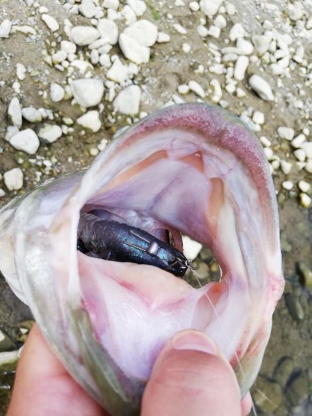 ギルフラット一択