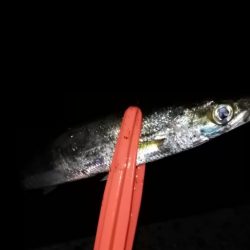 アジの時合は一瞬