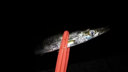 アジの時合は一瞬