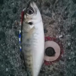 メタルジグアジング