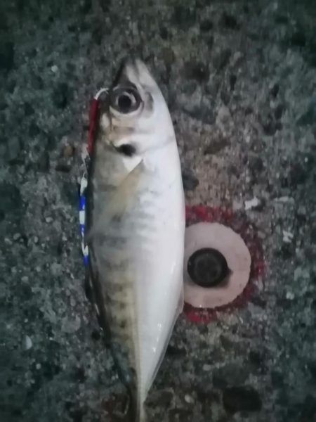 メタルジグアジング