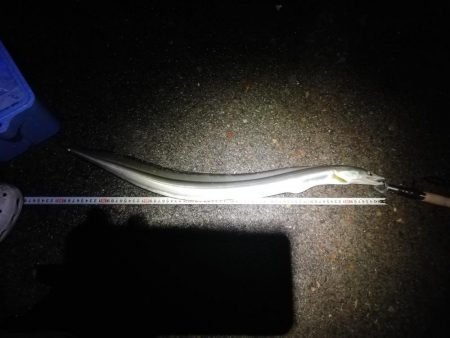 前島埠頭　ハモ釣れました！