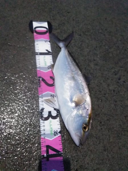 青物御三家コンプリート！