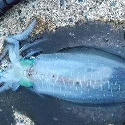 秋イカ調査　順調に育ってます