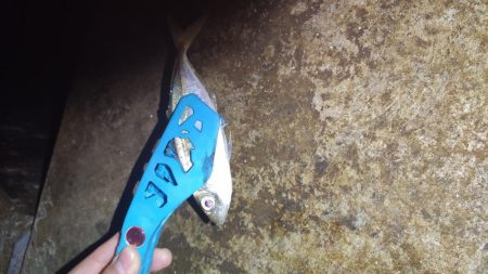 台風後のアジング調査