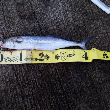 朝マズメのサゴシ釣り