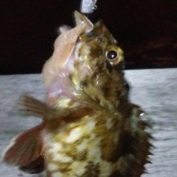 ガシラ15 タケノコ1 アジ2 サバ2 キビレ0.5