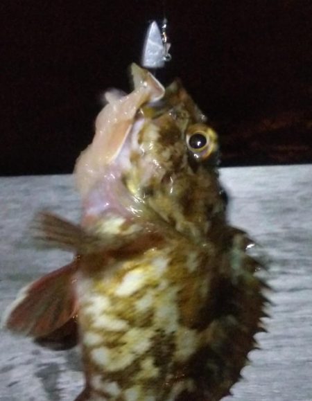 ガシラ15 タケノコ1 アジ2 サバ2 キビレ0.5