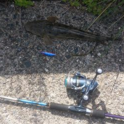 マゴチ＆エギング