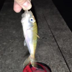 須磨でナイト豆アジング