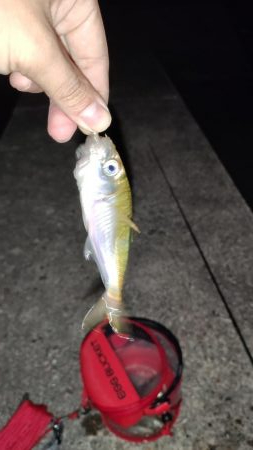 須磨でナイト豆アジング