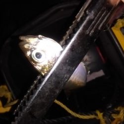 祝　初めじろん