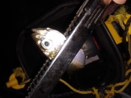 祝　初めじろん