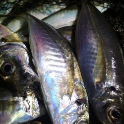 　良型アジ入れ喰い