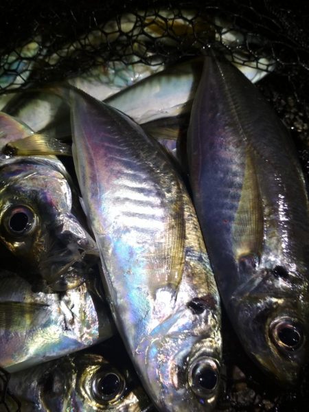 　良型アジ入れ喰い