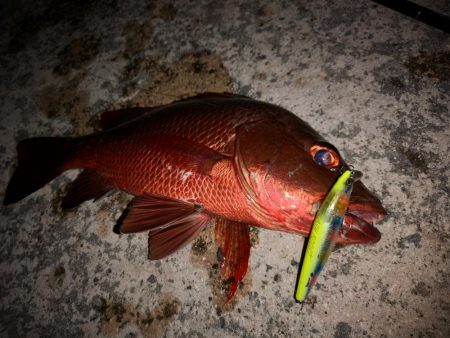 今朝もマングローブジャック