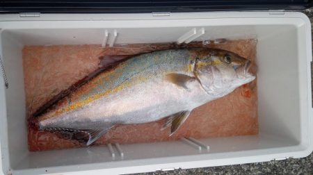 康仁丸・ジギング釣り果